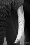 Elephant and Tusk
