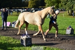 612-CORRIEVIEW.MERLIN.MAGIC-Jane.Rogers-TrotUp+SJ portfolio