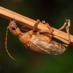 long-horned beetle (Vesperus luridus)