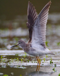 Lesser Yellowlegs (juvenile) stretching and showing it's underwings