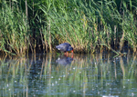 (Western) Purple Swamphen