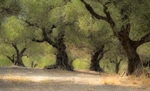 Olive Grove Crete