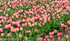 Skagit Valley Tulips 2