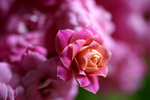 Flowers Set 13 - 24