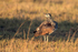 White-bellied Bustard
