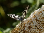 Marbled White