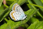 Silver Studded Blue