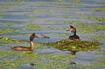 Great Crested Grebes