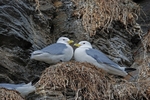 Kittiwake