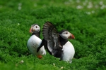 Puffins