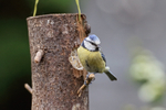 Blue Tit perched on feeder, Oxfordshire, UK