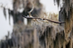 Osprey flying at Blue Cypress Lake, Florida