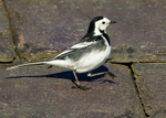 Pied Wagtail 1