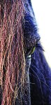 Dales Pony