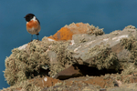 Stonechat