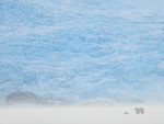 Polar Bears & glacier face, Svalbard, Norway