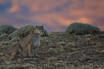 Puma Petaca sitting early morning, Torres del Paine, Chile