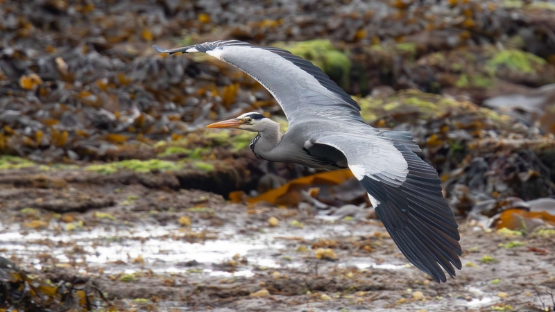 Grey Heron - Kildonan - Isle of Arran - Scotland