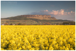 Binevenagh Rapeseed Field (IMG0528)