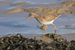 Redshank - Tringa totanus RPNP0687