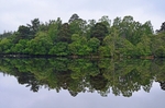 Loch of the Lowes, Perthshire