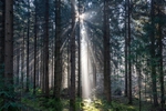 Forest Spotlight