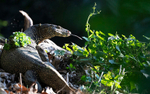 Monitor Lizard