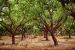 Cork Trees 01