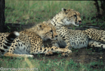 Mother and cub