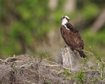 Osprey perched in sunshine, Blue Cypress Lake, Florida