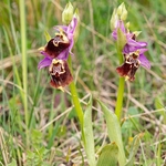 Apulian Ophrys (Ophrys fuciflora ssp apulica  also O. holoserica ssp apulica and O. apulica)