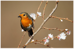 Robin on Winter Flowering Cherry 