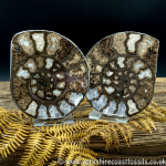 Sold Cut & Polished Whitby Ammonite 053