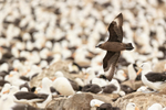 Brown Skua swoops over Black-browed Albatrosses, Steeple Jason