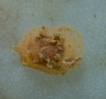 Lamellaria perspicua