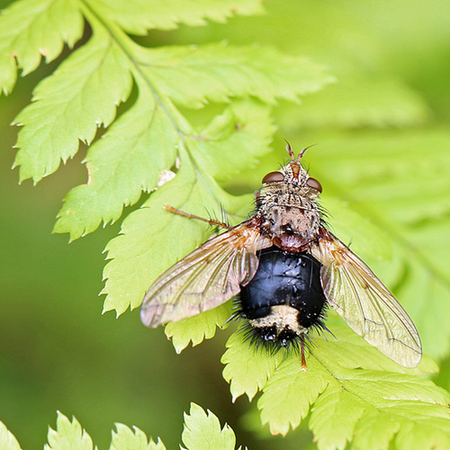 Tachinidae: Epalpus signifier
