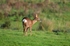 Roe Deer