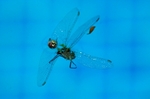 Xray Dragon II