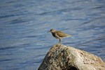 Common Sandpiper