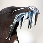 Razorbill