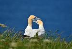 Gannets