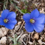 Beautiful flax (Linum narbonense) 
