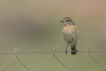 Stonechat  (juv)