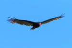 Turkey Vulture in flight, Costa Rica