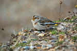 Snow Bunting