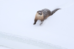 River Otter slides on snow, Yellowstone River, Wyoming