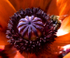 Bee and Poppy