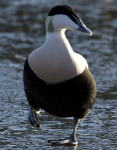 THE COMMON EIDER DUCK portfolio