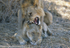 Love near the Ruaha river....