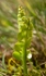 Common Moonwort #02